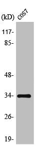 Western Blot analysis of COS7 cells using TRADD Polyclonal Antibody