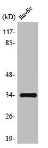 Western Blot analysis of HuvEc cells using TRAIL Polyclonal Antibody