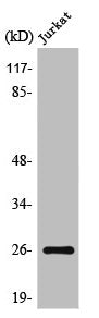 Western Blot analysis of Jurkat cells using Translin Polyclonal Antibody