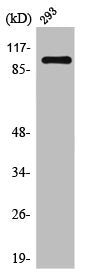 Western Blot analysis of 293 cells using TRAP100 Polyclonal Antibody