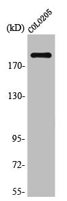Western Blot analysis of K562 cells using TRAP220 Polyclonal Antibody