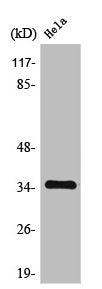 Western Blot analysis of HeLa cells using Tropomyosin α Polyclonal Antibody