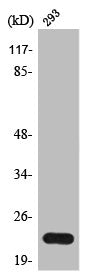 Western Blot analysis of 293 cells using Trypsin-1 Polyclonal Antibody