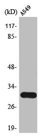 Western Blot analysis of A549 cells using Trypsin-3 Polyclonal Antibody
