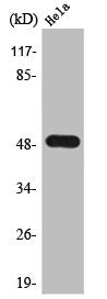 Western Blot analysis of HeLa cells using TSLC1 Polyclonal Antibody