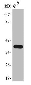 Western Blot analysis of HT29 cells using TSSK 4 Polyclonal Antibody