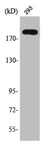 Western Blot analysis of 293 cells using Tuberin Polyclonal Antibody