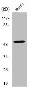Western Blot analysis of huvec using Tubulin α-3C/D/E Polyclonal Antibody.
