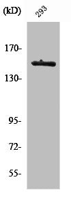 Western Blot analysis of 293 cells using Tyk 2 Polyclonal Antibody
