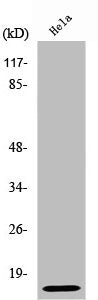 Western Blot analysis of HeLa cells using Ub Polyclonal Antibody