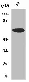Western Blot analysis of 293 cells using UBA2 Polyclonal Antibody