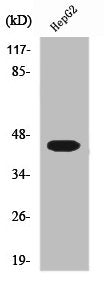 Western Blot analysis of 293 cells using Uba5 Polyclonal Antibody