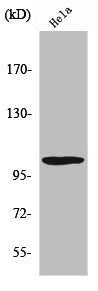 Western Blot analysis of HeLa cells using UBE1L Polyclonal Antibody