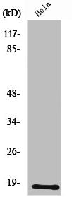 Western Blot analysis of K562 cells using UBE2D2 Polyclonal Antibody