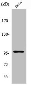 Western Blot analysis of Hela cells using UBF-1 Polyclonal Antibody