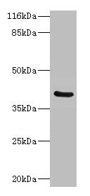 Western blot All lanes: CA12 antibody at 2µg/ml + Mouse kidney tissue Secondary Goat polyclonal to rabbit IgG at 1/10000 dilution Predicted band size: 40, 39 kDa Observed band size: 40 kDa