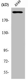 Western Blot analysis of A549 cells using UBR5 Polyclonal Antibody