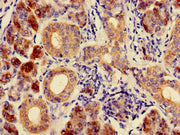 Immunohistochemistry of paraffin-embedded human salivary gland tissue using CSB-PA004377LA01HU at dilution of 1:100