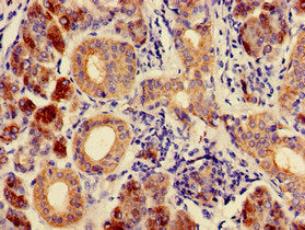 Immunohistochemistry of paraffin-embedded human salivary gland tissue using CSB-PA004377LA01HU at dilution of 1:100
