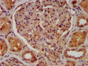 IHC image of CSB-PA004390LA01HU diluted at 1:400 and staining in paraffin-embedded human kidney tissue performed on a Leica BondTM system. After dewaxing and hydration, antigen retrieval was mediated by high pressure in a citrate buffer (pH 6.0)....