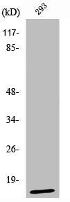 Western Blot analysis of COS7 cells using Urotensin II Polyclonal Antibody