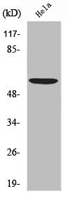 Western Blot analysis of HeLa cells using USP30 Polyclonal Antibody