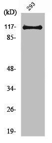 Western Blot analysis of 293 cells using USP38 Polyclonal Antibody