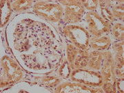 IHC image of CSB-PA004398LA01HU diluted at 1:100 and staining in paraffin-embedded human kidney tissue performed on a Leica BondTM system. After dewaxing and hydration, antigen retrieval was mediated by high pressure in a citrate buffer (pH 6.0)....