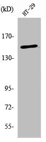 Western Blot analysis of HT29 cells using USP42 Polyclonal Antibody
