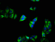 Immunofluorescence staining of Hela cells with CSB-PA004407LA01HU at 1:200, counter-stained with DAPI. The cells were fixed in 4% formaldehyde, permeabilized using 0.2% Triton X-100 and blocked in 10% normal Goat Serum. The cells were then incubat...