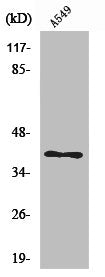 Western Blot analysis of A549 cells using USP50 Polyclonal Antibody