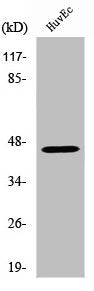Western Blot analysis of MCF7 cells using V1RL2 Polyclonal Antibody