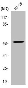 Western Blot analysis of HT29 cells using Vangl1 Polyclonal Antibody