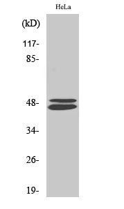 Western Blot analysis of Hela cells using VASP Polyclonal Antibody diluted at 1:500. Secondary antibody was diluted at 1:20000