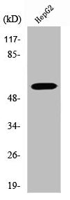 Western Blot analysis of HepG2 cells using V-ATPase B1 Polyclonal Antibody