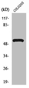 Western Blot analysis of COLO205 cells using V-ATPase H Polyclonal Antibody