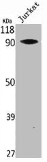 Western Blot analysis of Jurkat cells using Vav1 Polyclonal Antibody