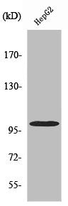 Western Blot analysis of HeLa cells using Vav2 Polyclonal Antibody