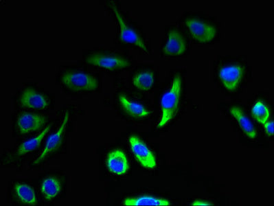 Immunofluorescent analysis of A549 cells using CSB-PA004445HA01HU at dilution of 1:100 and Alexa Fluor 488-congugated AffiniPure Goat Anti-Rabbit IgG(H+L)