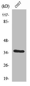 Western Blot analysis of COS7 cells using VEGF-D Polyclonal Antibody