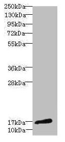 Western blot All lanes: CALML3 antibody at 1.44µg/ml + A431 whole cell lysate Secondary Goat polyclonal to rabbit IgG at 1/10000 dilution Predicted band size: 17 kDa Observed band size: 17 kDa