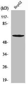Western Blot analysis of HepG2 cells using WASP Polyclonal Antibody