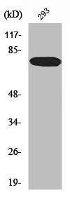 Western Blot analysis of 293 cells using WAVE1 Polyclonal Antibody