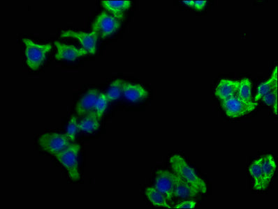 Immunofluorescence staining of HepG2 cells with CSB-PA004469NA01HU at 1:100, counter-stained with DAPI. The cells were fixed in 4% formaldehyde, permeabilized using 0.2% Triton X-100 and blocked in 10% normal Goat Serum. The cells were then incuba...