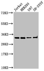 Western Blot Positive WB detected in: Jurkat whole cell lysate, HEK293 whole cell lysate, U87 whole cell lysate, SH-SY5Y whole cell lysate All lanes: CAMLG antibody at 3µg/ml Secondary Goat polyclonal to rabbit IgG at 1/50000 dilution Predicted ba...