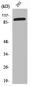 Western Blot analysis of 293 cells using WBSCR11 Polyclonal Antibody