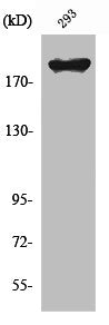 Western Blot analysis of 293 cells using WNK1 Polyclonal Antibody