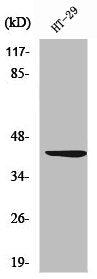 Western Blot analysis of HT29 cells using Wnt-1 Polyclonal Antibody