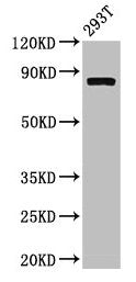 Western Blot Positive WB detected in: 293T whole cell lysate All lanes: CAPN2 antibody at 3.4µg/ml Secondary Goat polyclonal to rabbit IgG at 1/50000 dilution Predicted band size: 80, 72 kDa Observed band size: 80 kDa