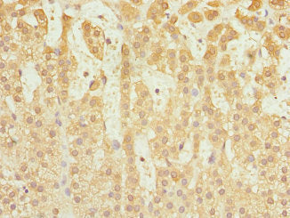 Immunohistochemistry of paraffin-embedded human adrenal gland tissue using CSB-PA004503ESR2HU at dilution of 1:100